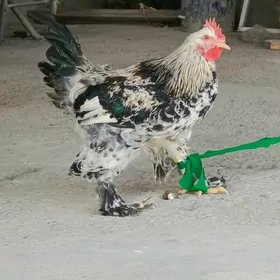 brama horaz dine 7stk ba