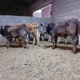 Swes okuzceler tuweler