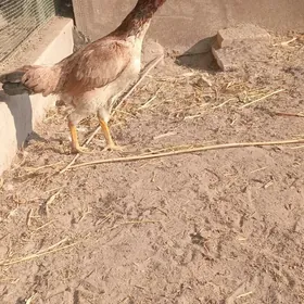 байтсовы товык