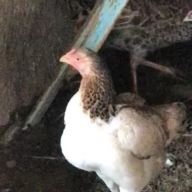 BAYSOW TOWUK WE HORAZ ABMEN