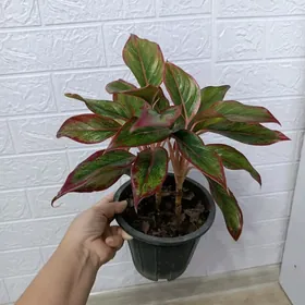 АГЛАОНЕМА КРИТ