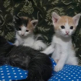 Котята.