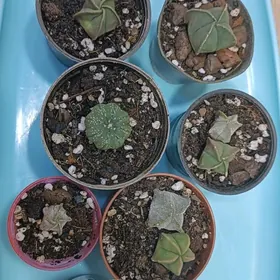 суккуленты/кактусы 10-75ман