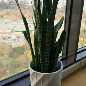 Сансаверия с кера.горшком