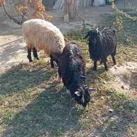 Bakmaly  tokly çewiş