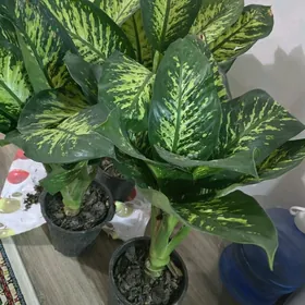 Деффенбахия ростом до метра