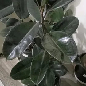 Фикус черный принц 2,3ветками