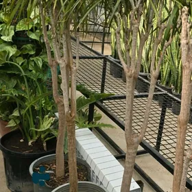 Драцена ростом 170см