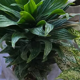 Драцена зеленый