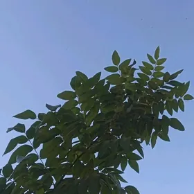 Дары природы