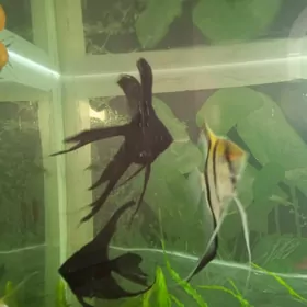 Скалярия вуалевые взрослые