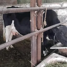 GIBRID AGYR BOGAZ SYGYR