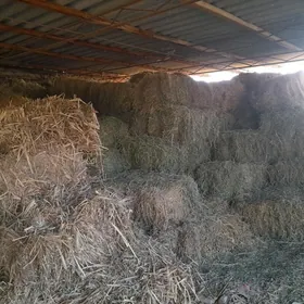 sygyr oty yorunja kip,