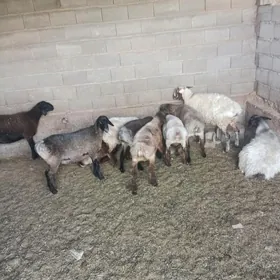 işşek toklylar tejen ş