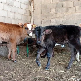 Öküz Göle Öküzçe