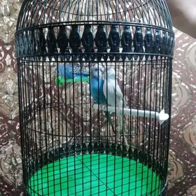 Попугаи с клеткой