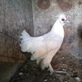 Orginal Karlik Mäkiýan