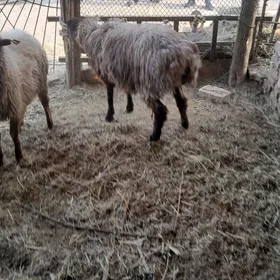 gyṣlaky tokly gurot