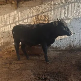 okuz 1yasap gecen dayow