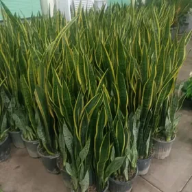 Сансаверия