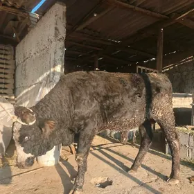 okuz dayow 1yarym yas