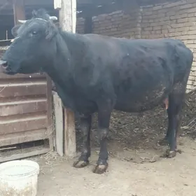 голелы сыгыр