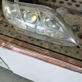 okuz kelle fara sag tarap