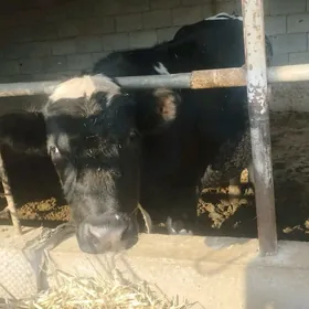 Симентал окуз