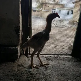 байец хораз