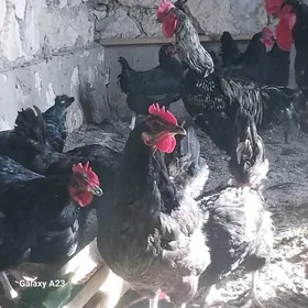 JERSIYKIY GIGANT !!!!