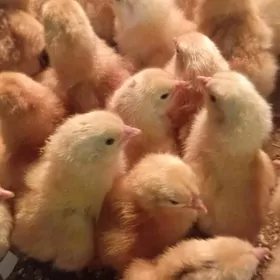 towuk juyje жуже