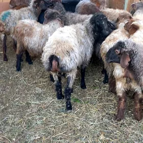 Goyun.işşek.tokly.Geçi