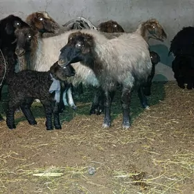 guzly bogaz goýun owlakly geci