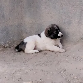 alabay urkaçy güjük mugt