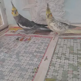 карелла мальчик+девочка