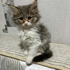 В добрые руки