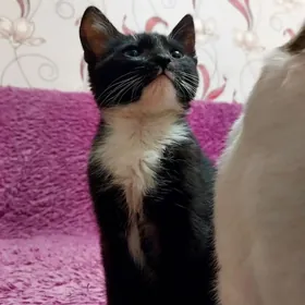 В добрые руки