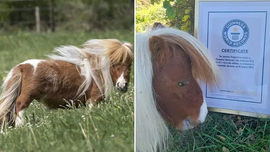 Dünýäde iň kiçi aty Ginnesiň rekordlar kitabyna girizildi
