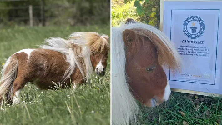 Конь ростом в 52 см попал в Книгу рекордов Гиннесса 