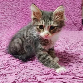 В добрые руки