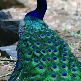 Tawus guş павлин