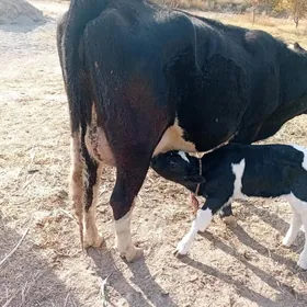 Sygyr Goleli Gurtlyda yerlimal