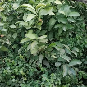 Limon şitil (nahaly)