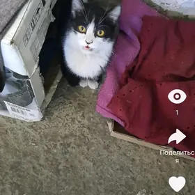 найдёныш мальчик