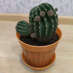 Цветы комнатные