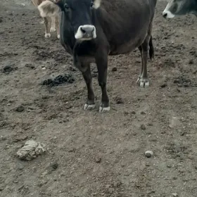 satlyk sygyrsatlyk sygyr