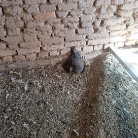 Towuklar Towuk horaz