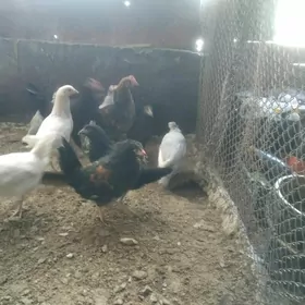 towuk juje karlik kohnik