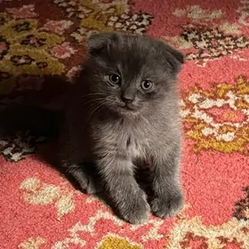 котёнок🥰вислоушка