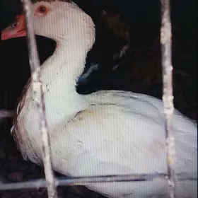 индутга. газ